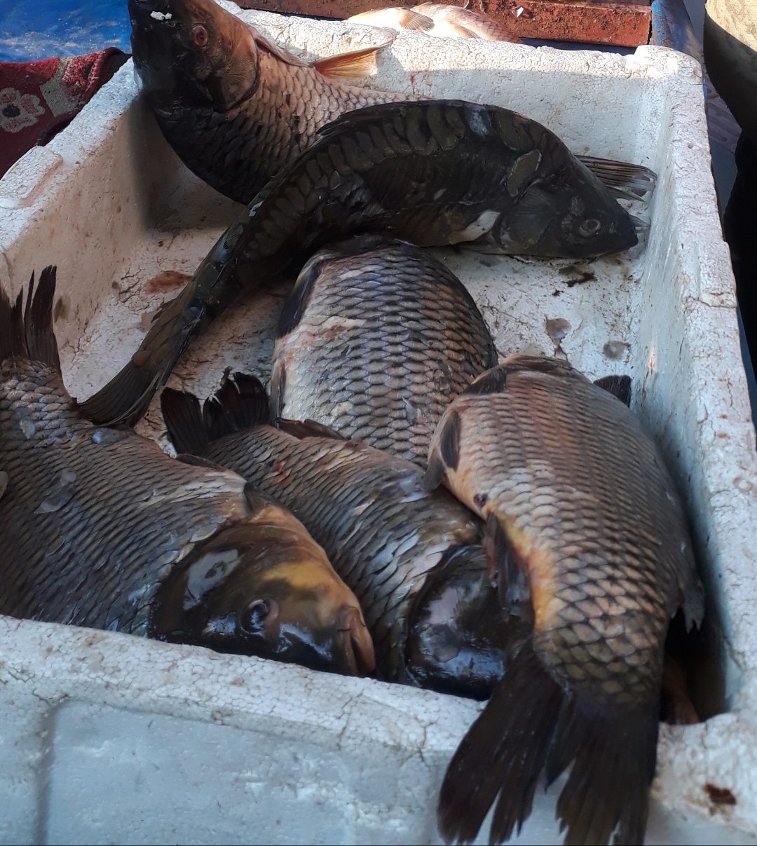 Ahlat balıklarına yoğun ilgi