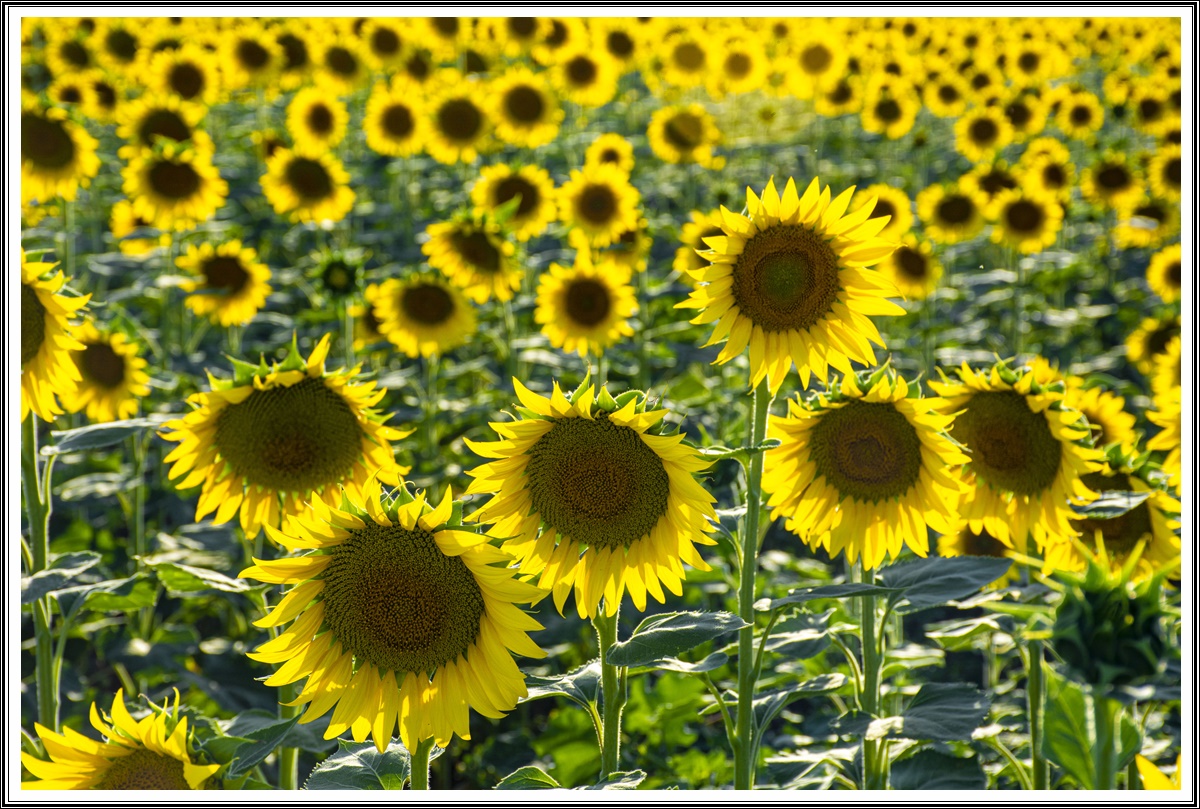 Ayçiçek karelerini kadrajına aldı