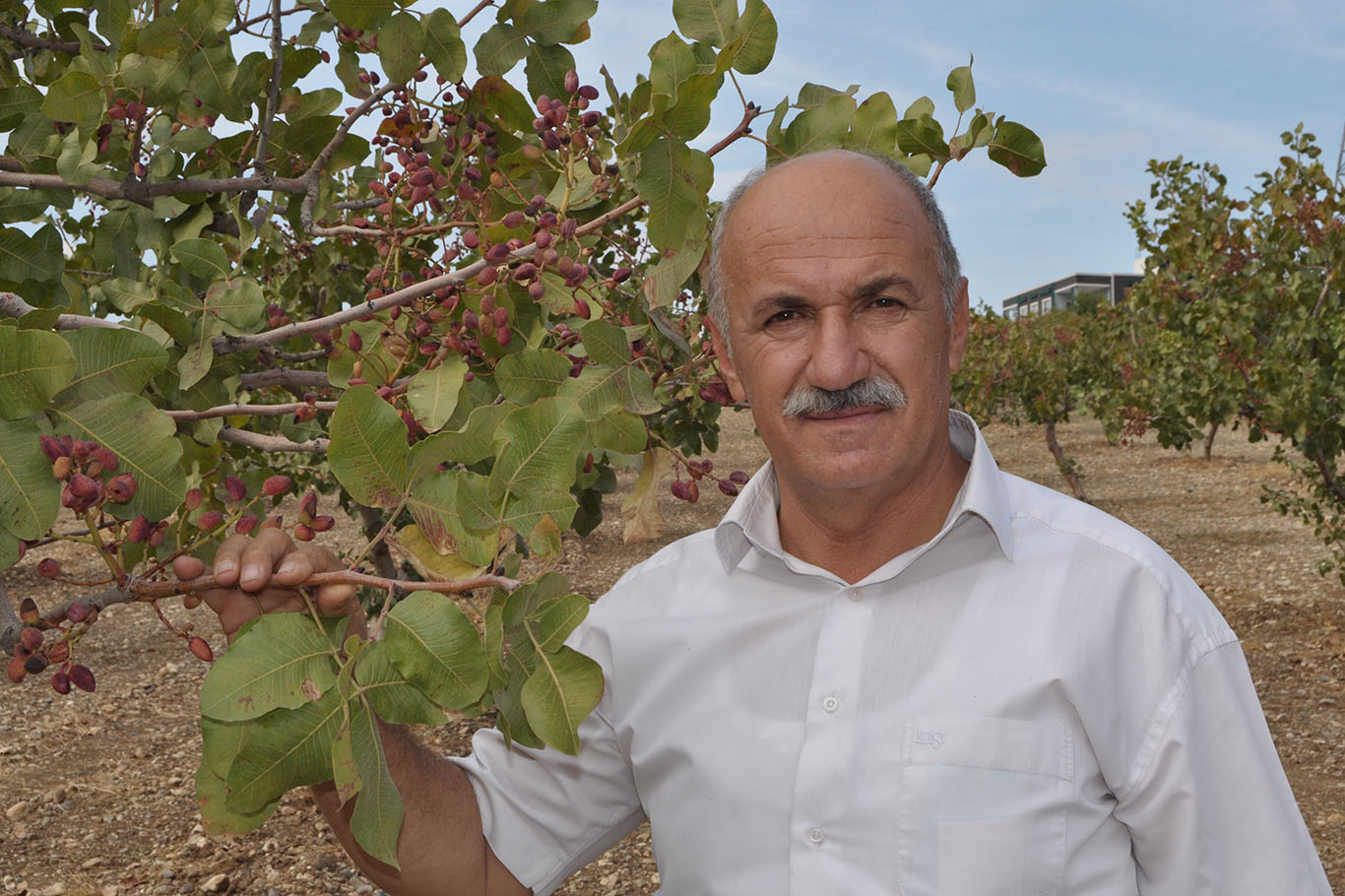 “Fıstıkta beklenen verimi alamadık”