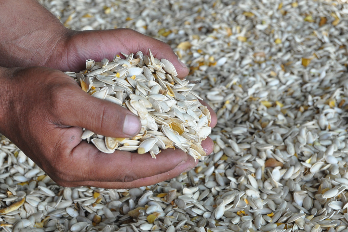 Kabak çekirdeği üretimi yüz güldürüyor