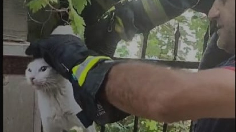 Kedinin imdadına yetiştiler