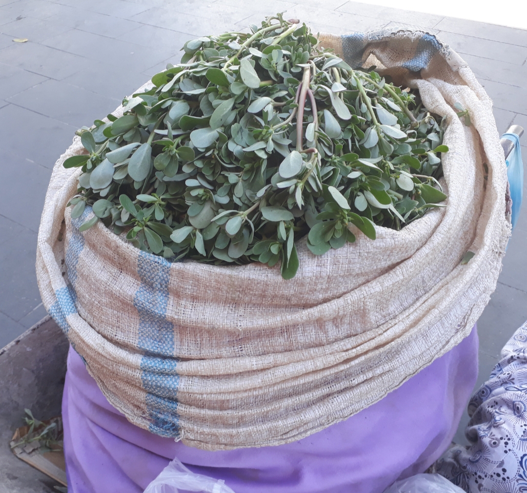 Kırsaldan şehre semizotu