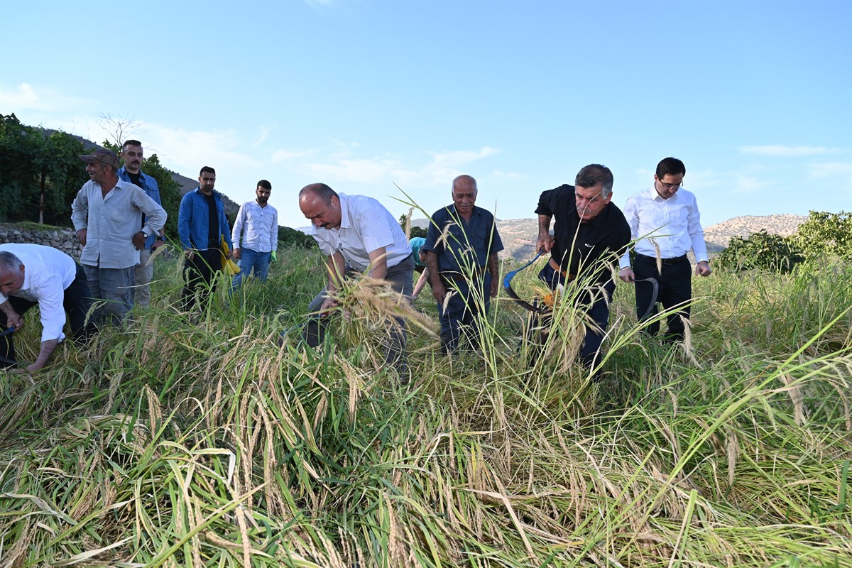 Orakla çeltik hasadı yaptı