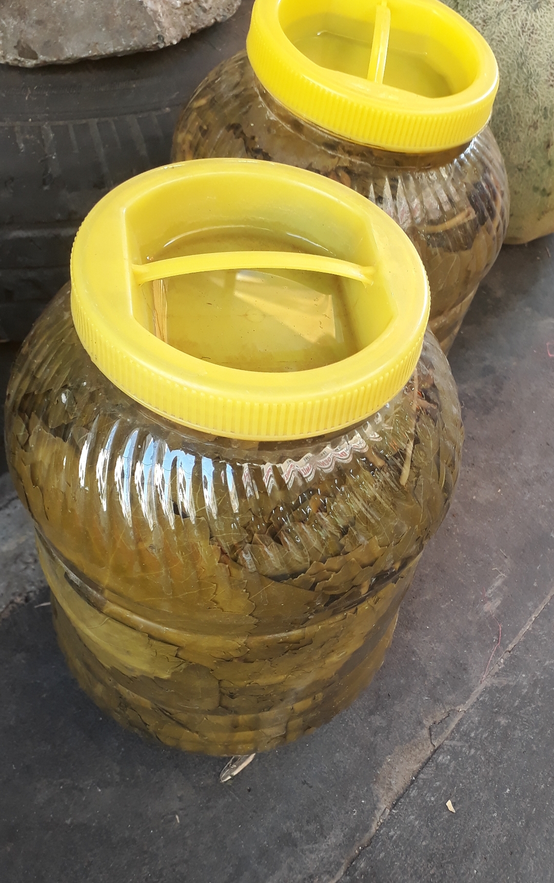 Salamura dut yaprağı 250 TL