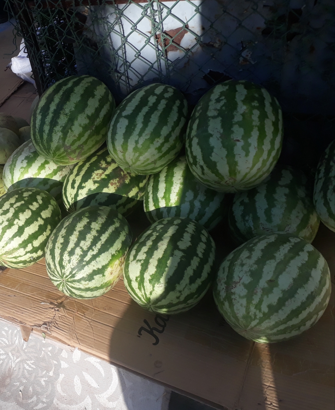 Susuz yetişen karpuzlar 5 lira