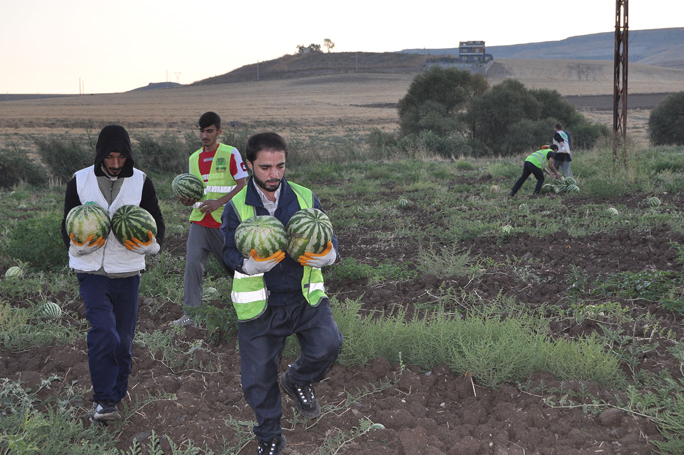 Tarladaki tüm mahsulünü Gazze’ye bağışladı