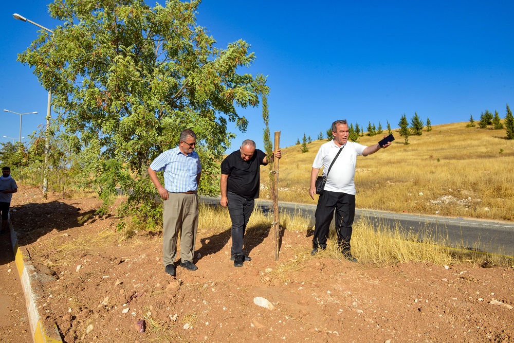 Yeşil kuşak projesiyle 36 bin fidan dikildi