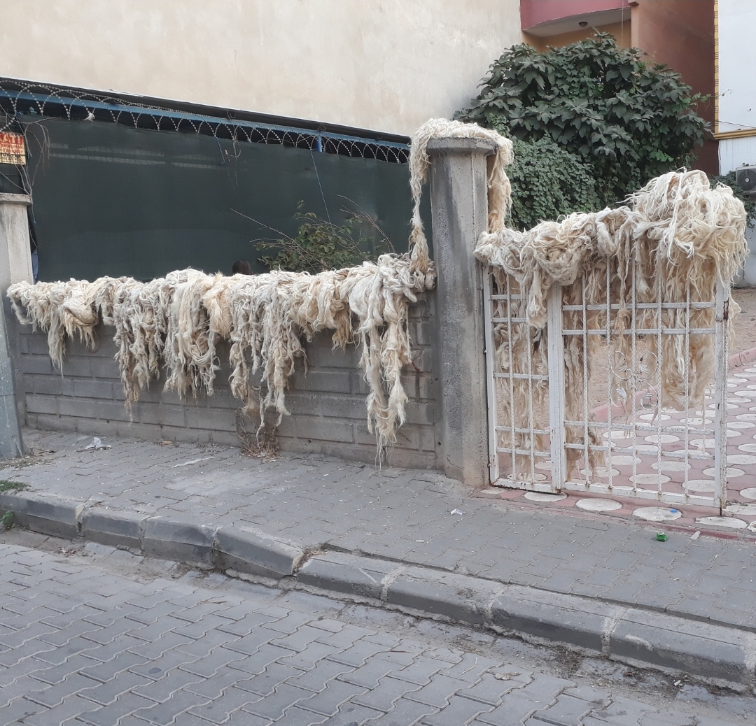 Yün yıkama günleri başladı