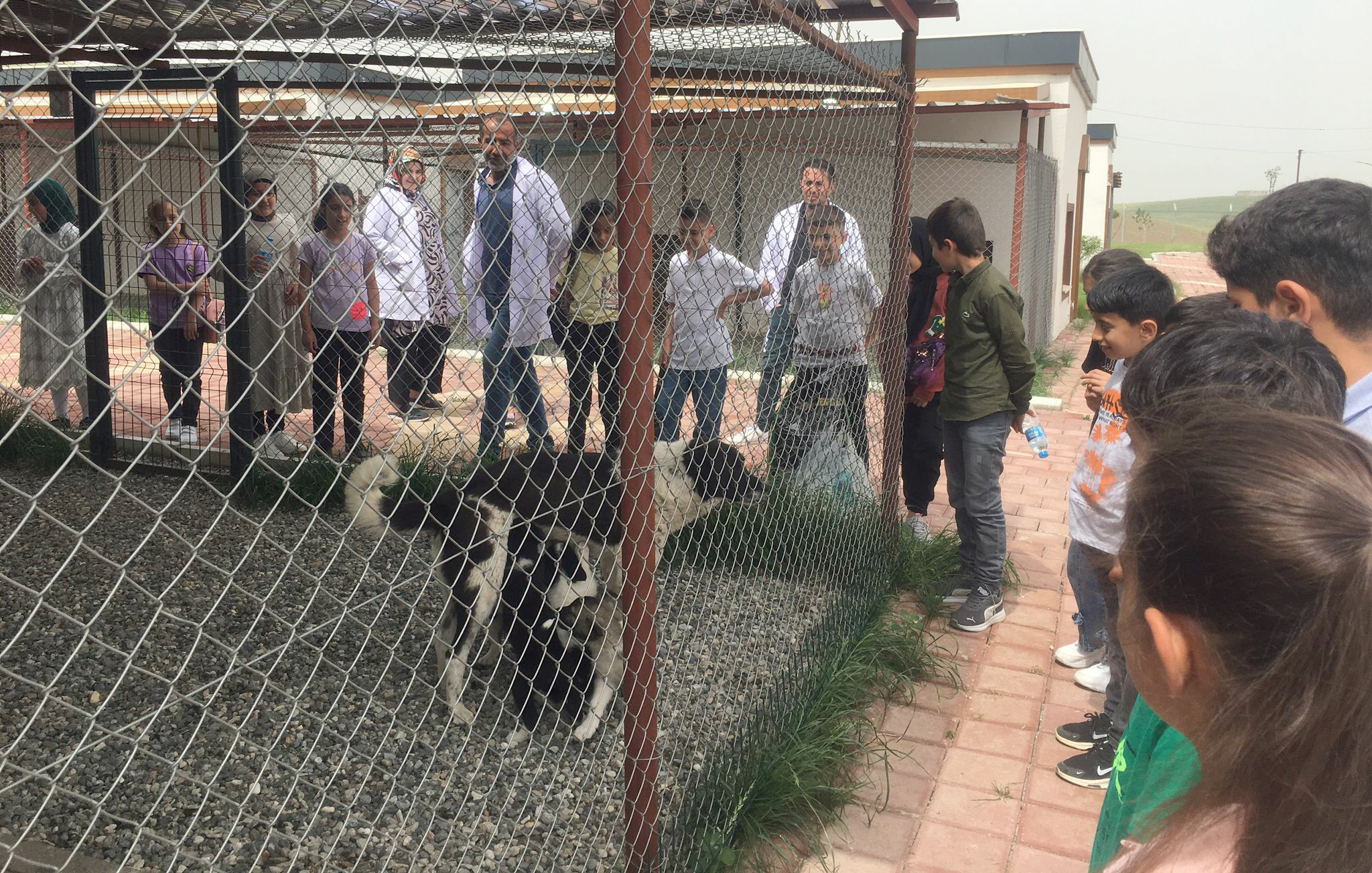 1030 Sokak hayvanı tedavi edildi