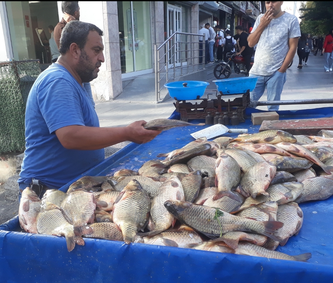 Ahlat balıkları kapış kapış!