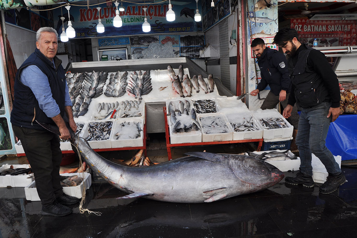 Dev orkinos ilgi odağı oldu