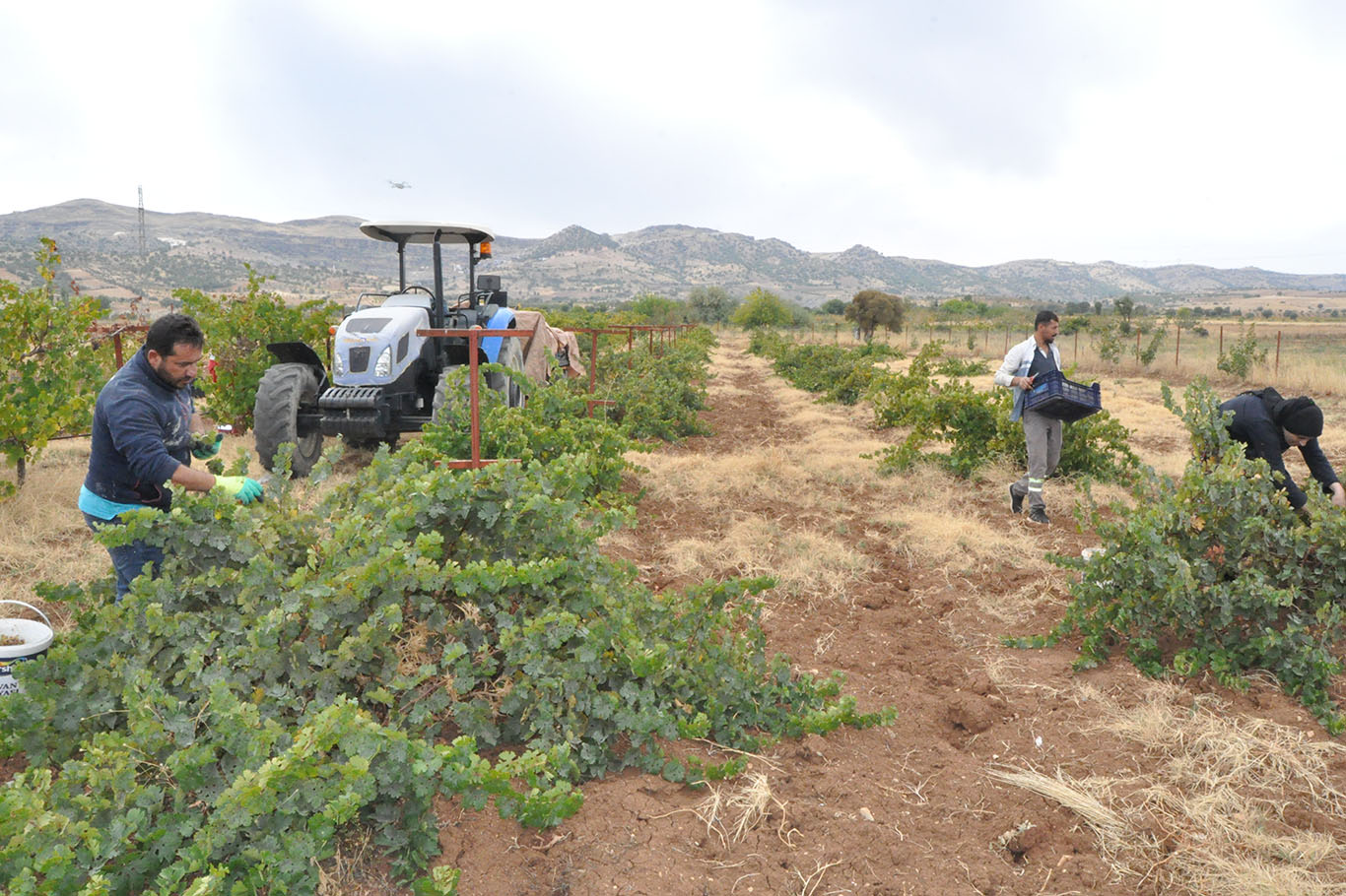 Pekmez için hasada başlandı