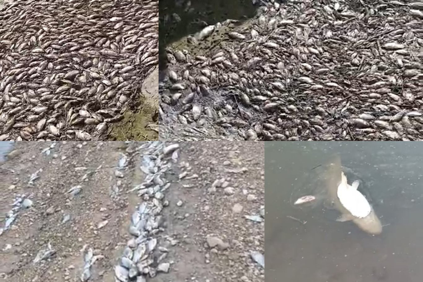 Toplu balık ölümleri endişelendiriyor