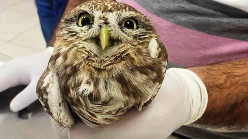 Yaralı halde bulundu