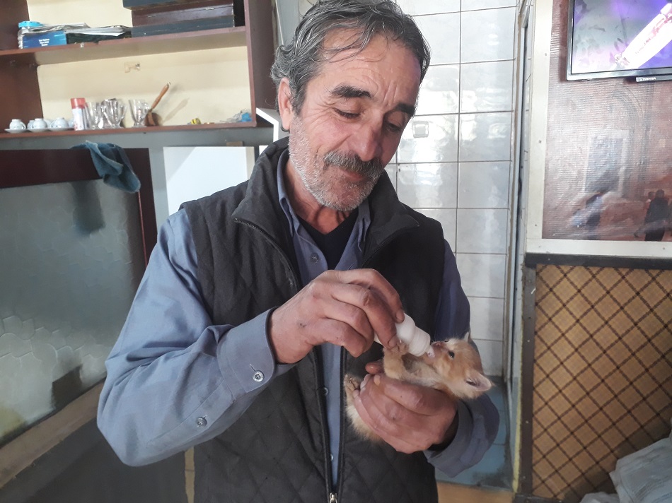 Kedisini biberonla besliyor