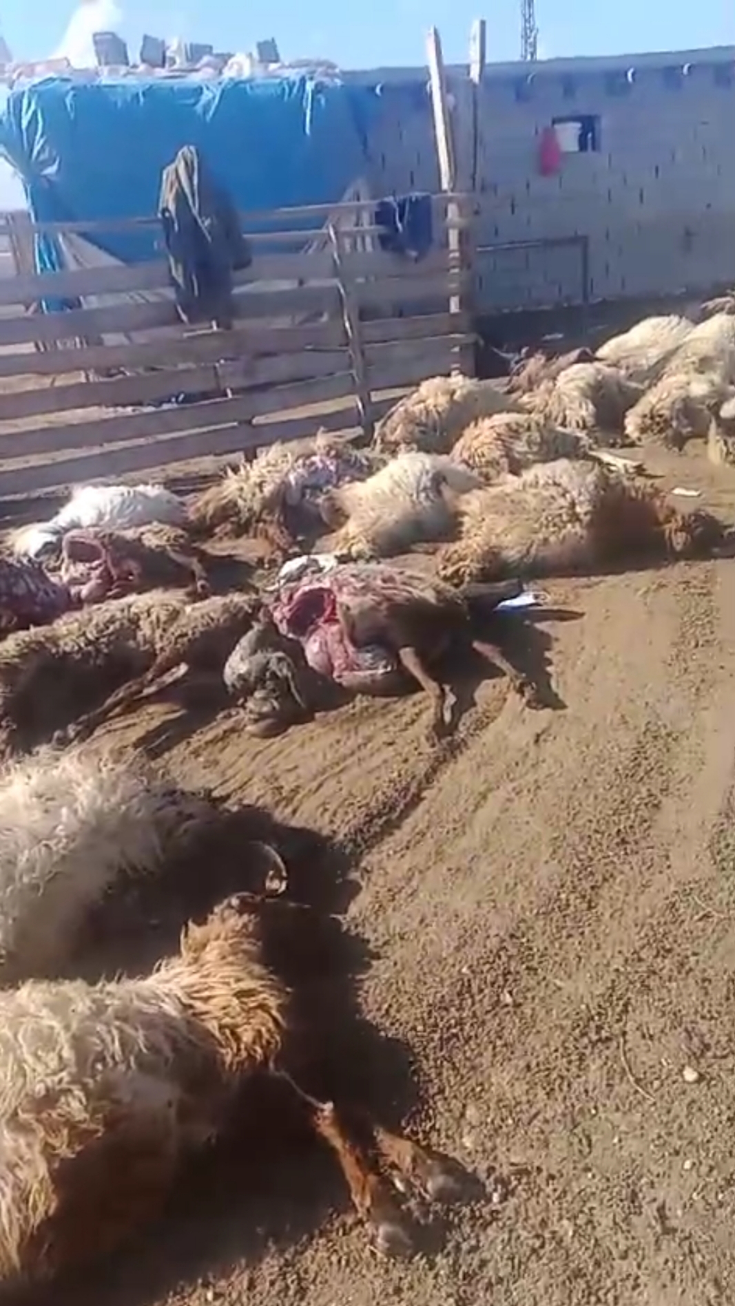 Koyunlar zehirlenerek telef oldu