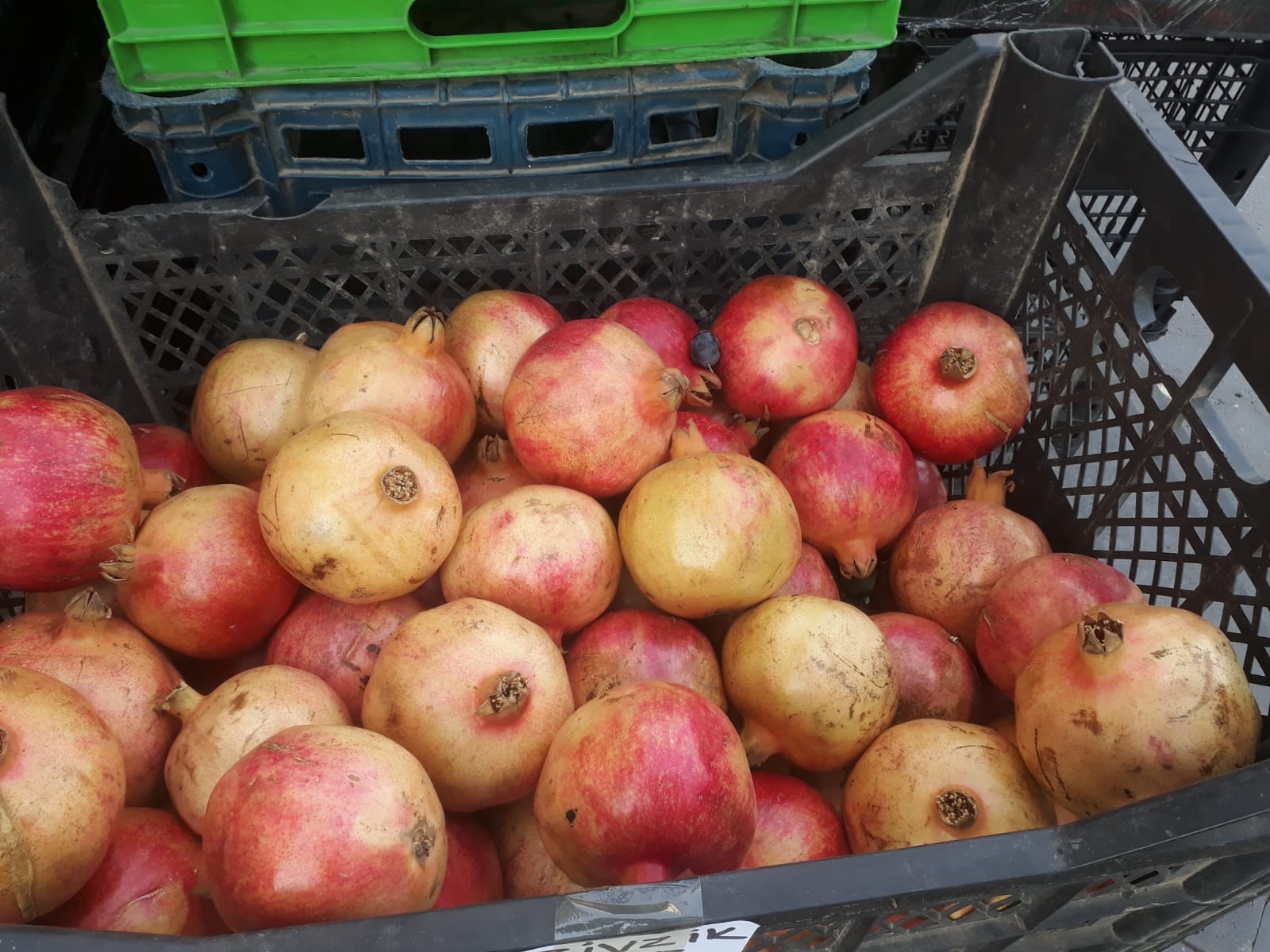 Zivzik narı kışa damga vuruyor