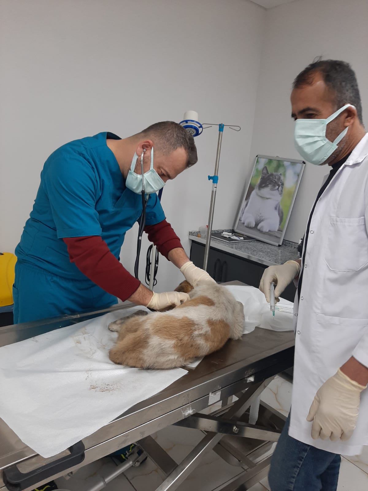 Yaralı köpek tedavi altına alındı