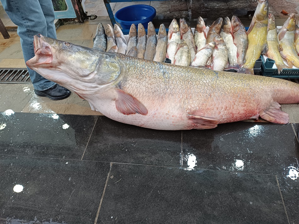 110 Kiloluk balık ilgi odağı oldu