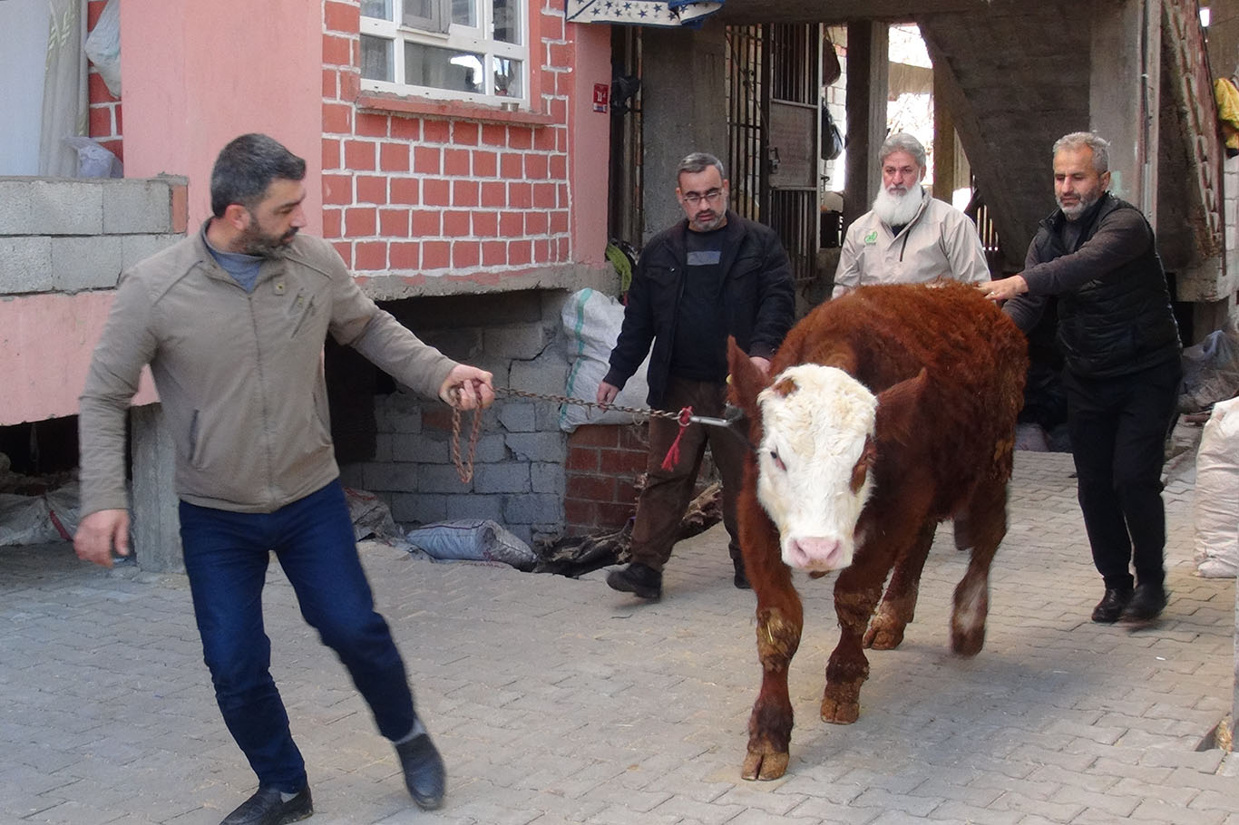 Ahırındaki danayı Gazze’ye bağışladı