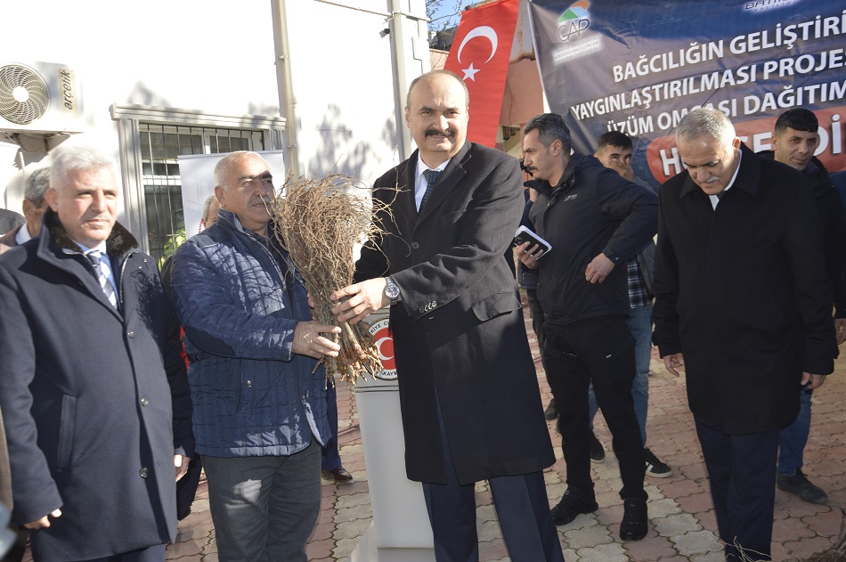 Çiftçilere 5 bin üzüm fidanı dağıtıldı