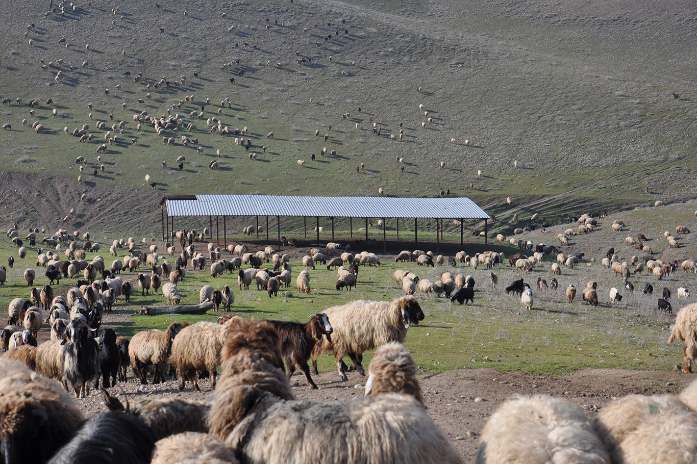 “Besicilik artık parayla dönüyor”
