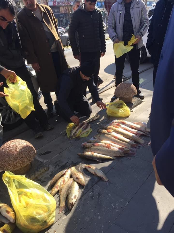 Şıbot balıkları görücüye çıktı
