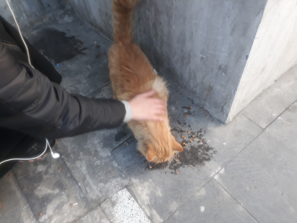 Sokak kedisini hem sevdi hem besledi