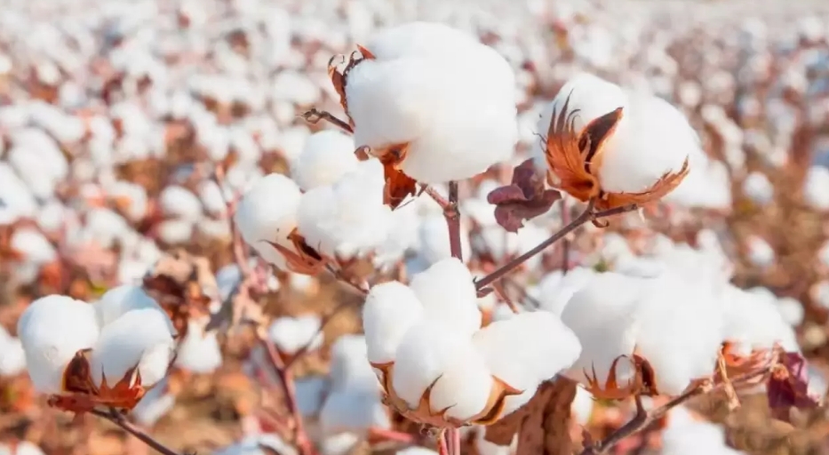 Pamuk destekleme fiyatı belirlendi