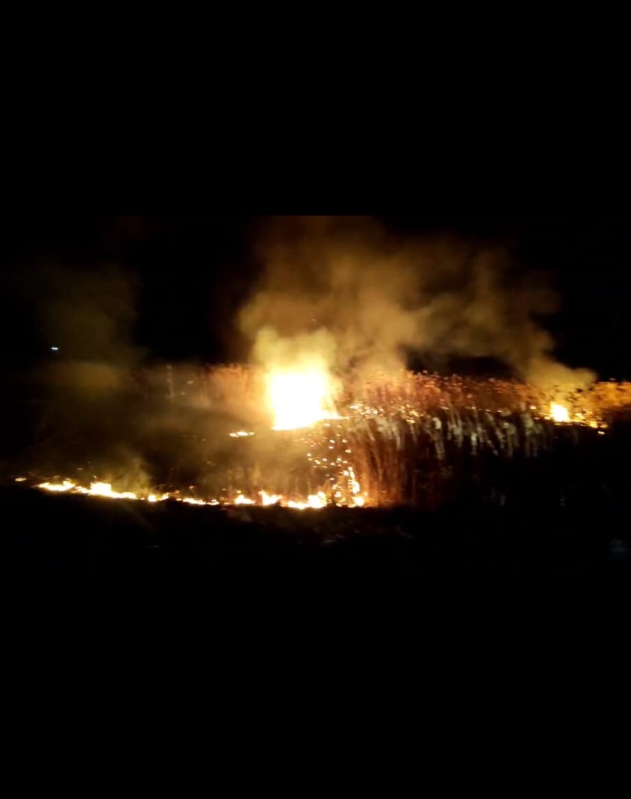 Sazlık alanda yangın