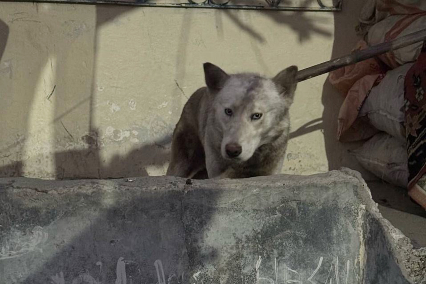 Şehre inen Sibirya Kurdu yakalandı
