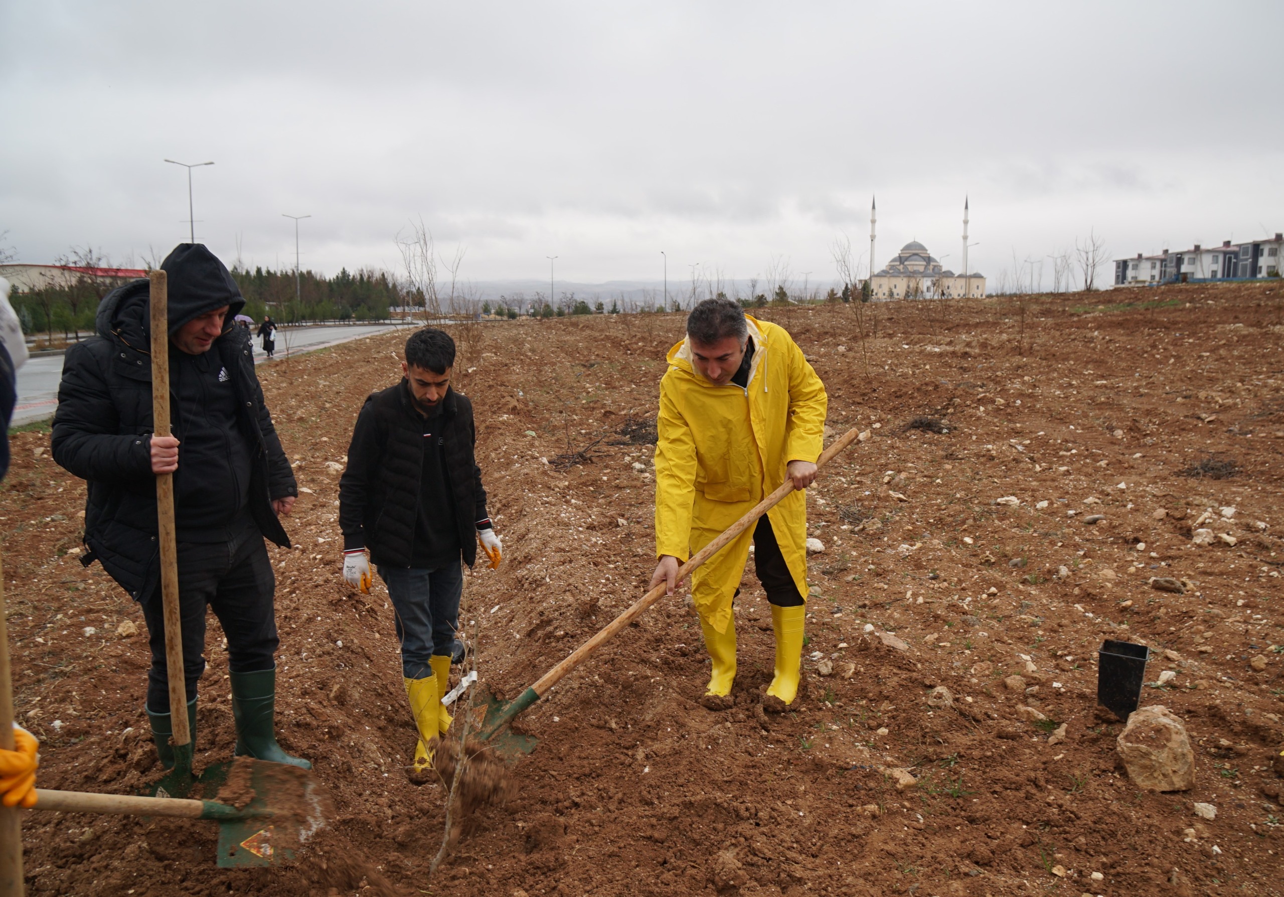 Üniversitede zivzik narı fidanı diktiler