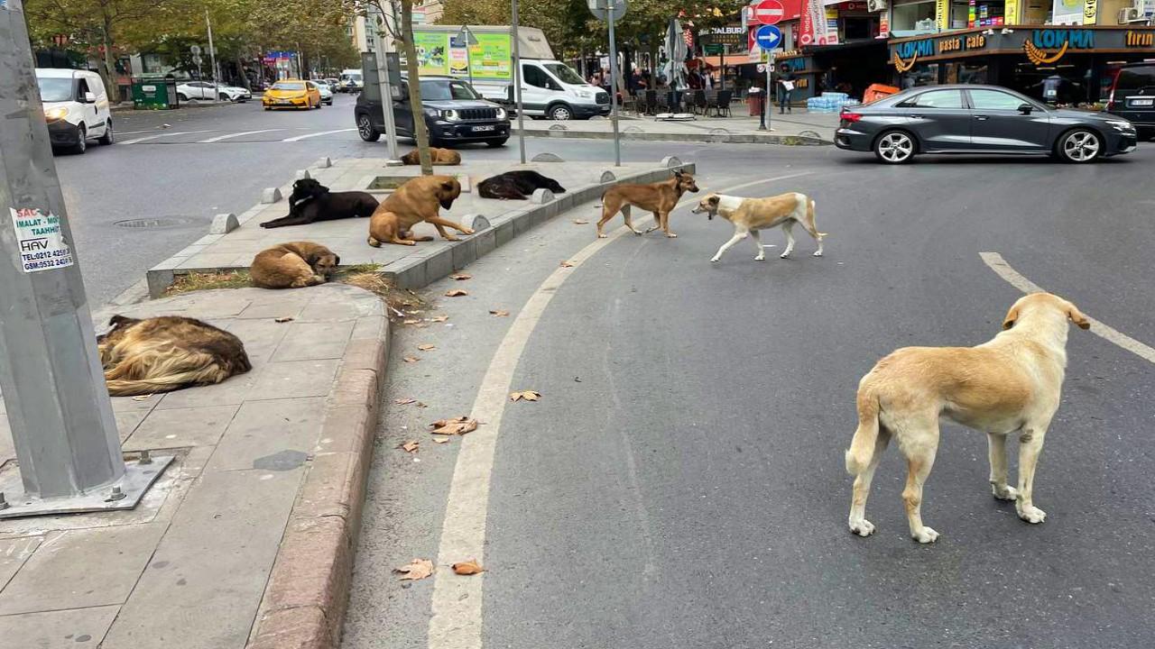 “Başıboş sokak köpeklerini toplayacağız”