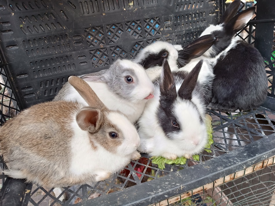 Alo Tevşo’da bir çift tavşan 700 lira