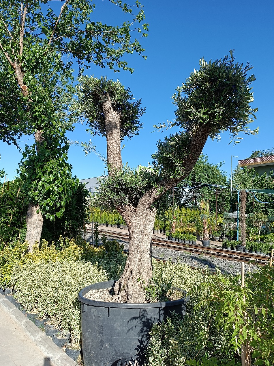 BU AĞAÇ 100 BİN LİRA!