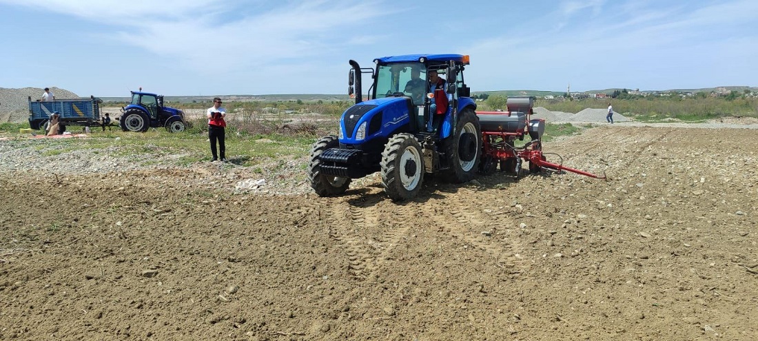 Batman’da ilk kez yer fıstığı ekildi