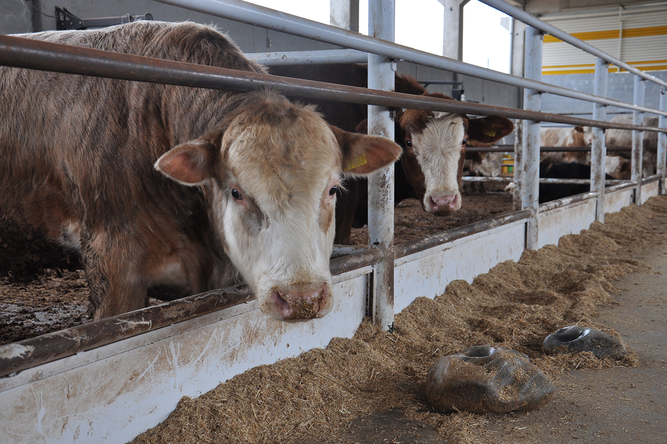 Besiciler hayvancılık OSB’sini bekliyor