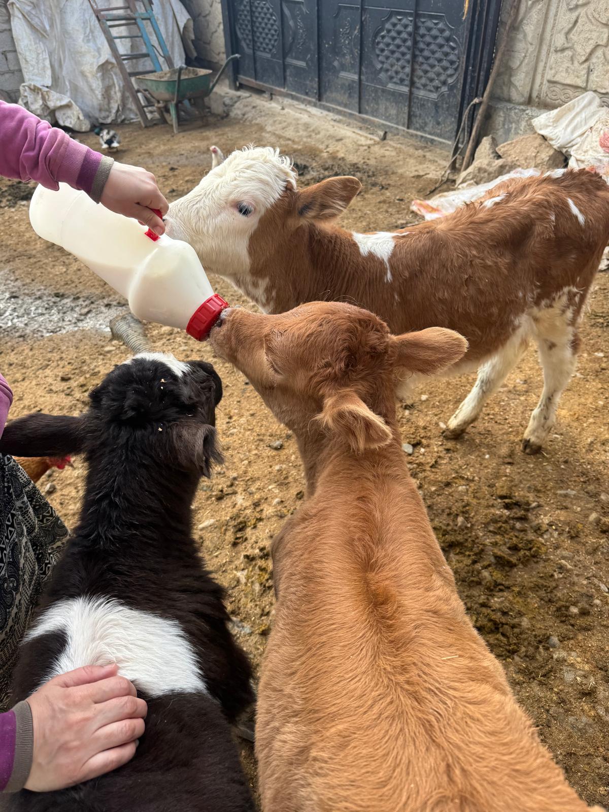 “Çalınan ineklerimiz bulunsun”