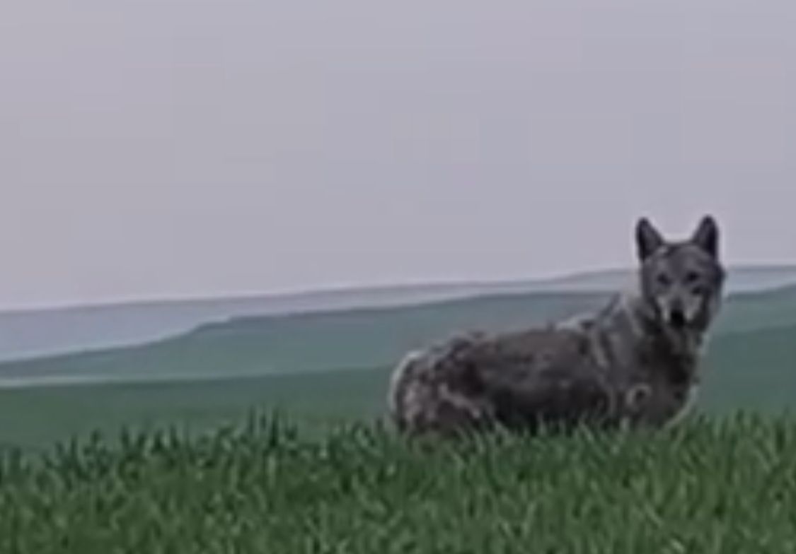 Dev kurt Beşiri’de görüntülendi