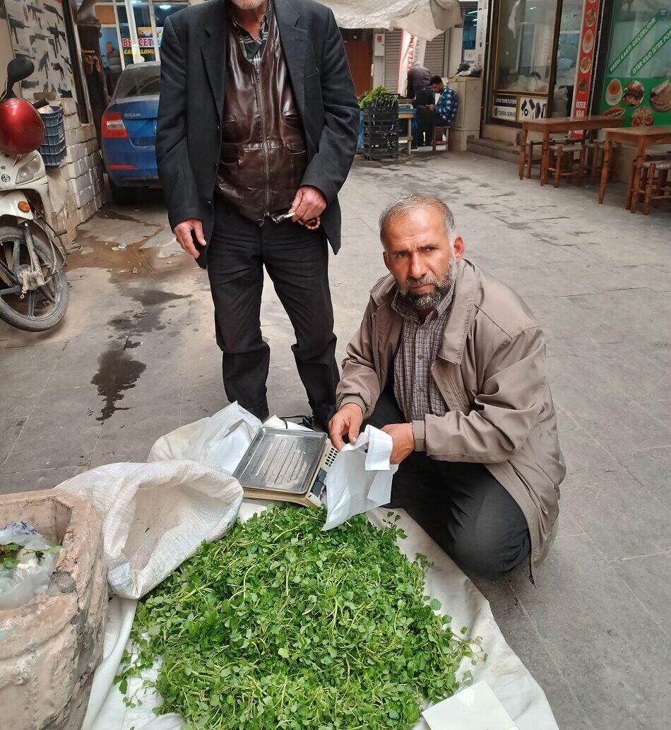 Doğanın şifalı bitkisi