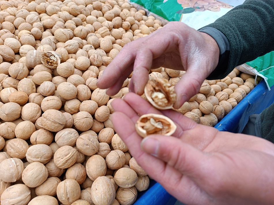 İnce kabuklu cevizlere yoğun ilgi