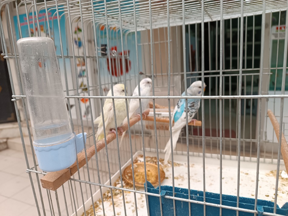 Muhabbet kuşlarına ilgi