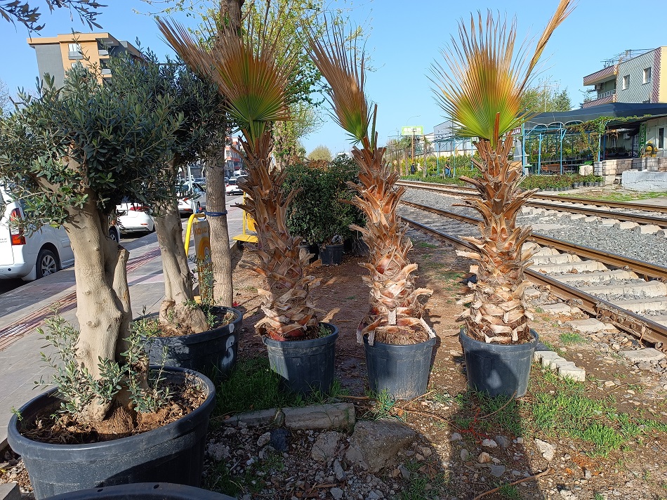 Palmiye ağaçlarına yoğun ilgi