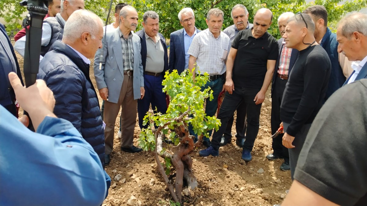 Çiftçilere modern bağcılık eğitimi