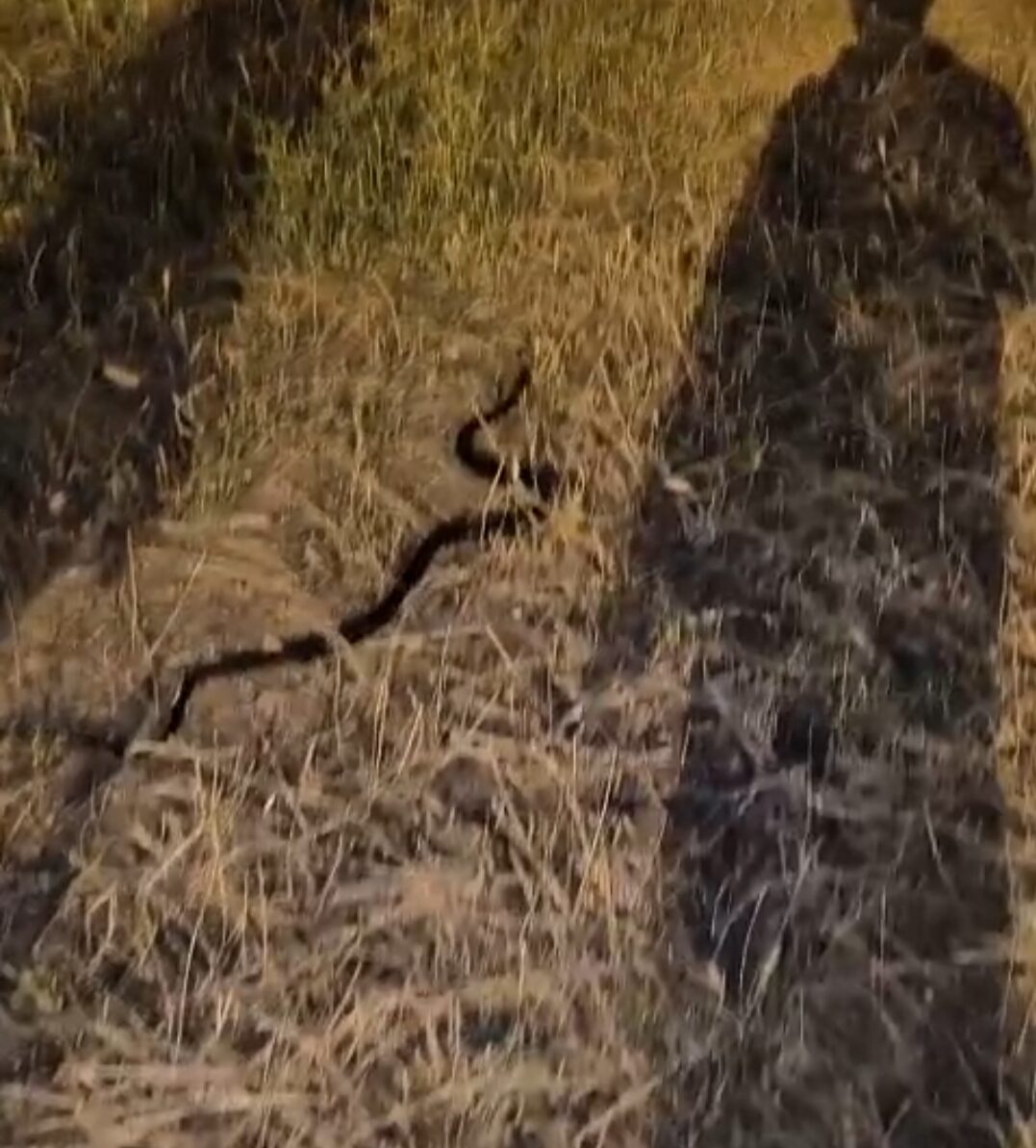 Ev bodrumunda yılan paniği