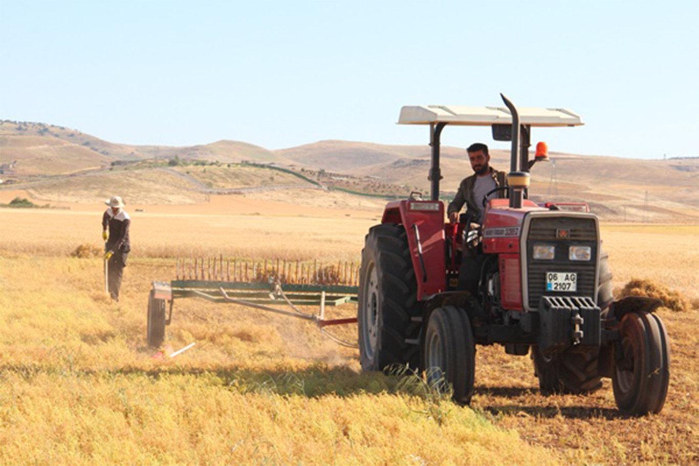 Mercimek hasadına başlandı