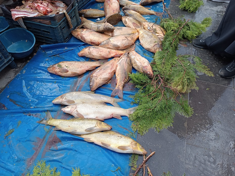 Sazan ve nakor balıklarına yoğun ilgi