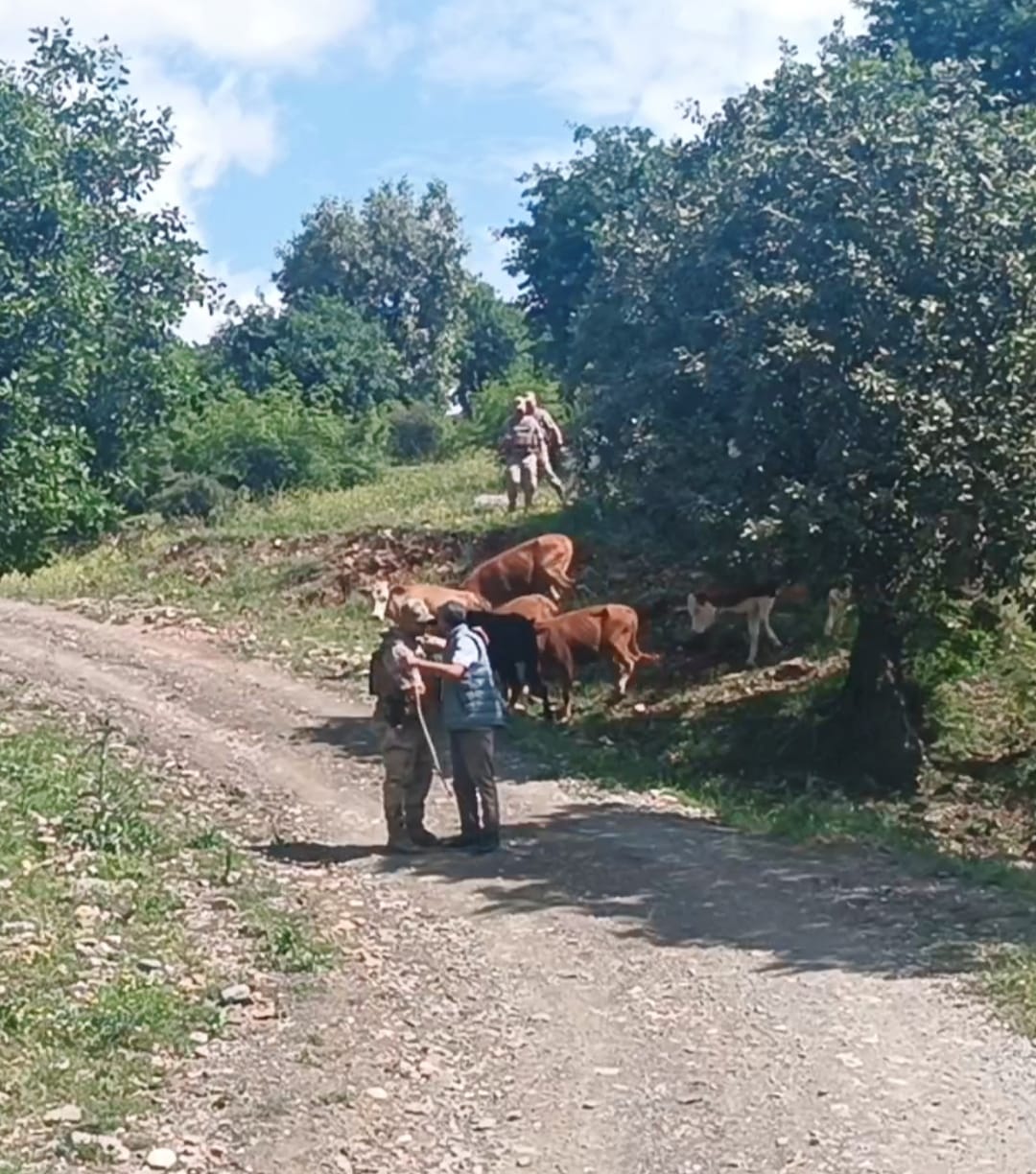 Ahırdan kaçan 15 hayvanı Jandarma kurtardı