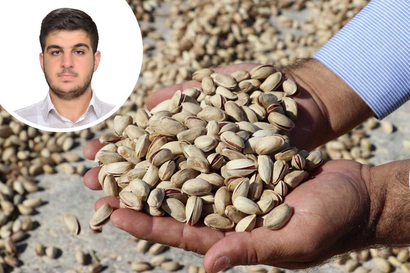 Fıstık üretimine bilimsel destek