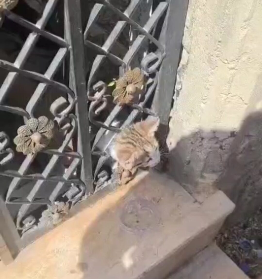 Demir kapıya sıkışan kedi, kurtarıldı